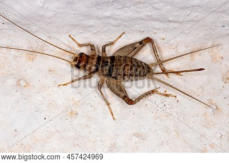 Female Field Cricket Of The Genus Gryllodes