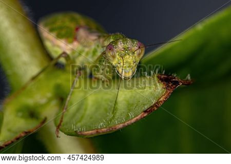 Acontistid Mantis Nymph Of The Genus Acontista