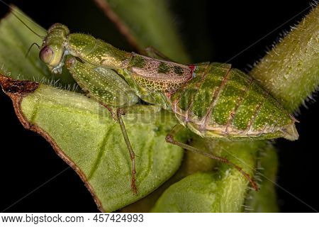 Acontistid Mantis Nymph Of The Genus Acontista