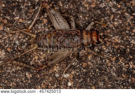 Male Field Cricket Of The Genus Gryllodes