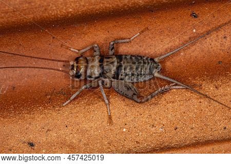 Male Field Cricket Of The Genus Gryllodes
