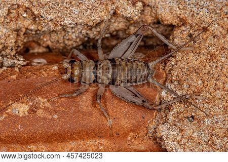 Male Field Cricket Of The Genus Gryllodes