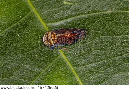 Small Typical Leafhopper Of The Subfamily Deltocephalinae