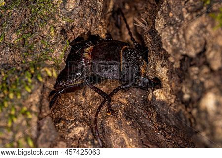 Adult Prionid Beetle Of The Genus Mallodon