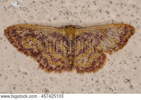 Adult Geometer Moth Of The Family Geometridae