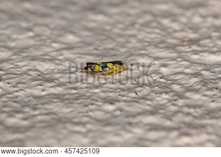Adult Brazilian Leafhopper Of The Species Protalebrella Brasiliensis
