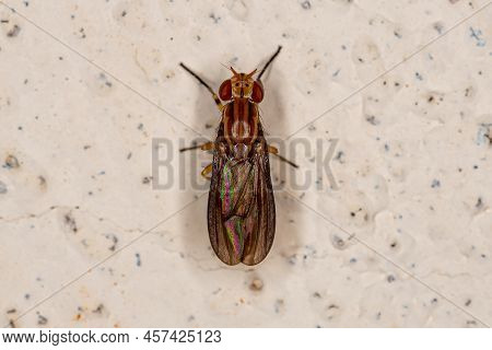 Adult Acalyptrate Fly Of The Zoosubsection Acalyptratae