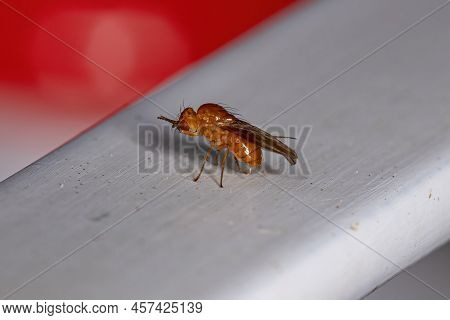 Adult Acalyptrate Fly Of The Zoosubsection Acalyptratae