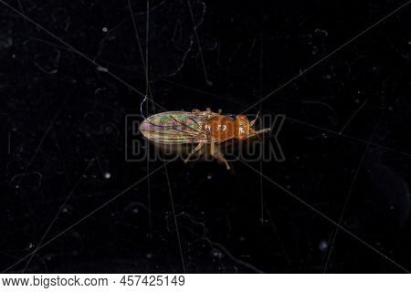 Adult Acalyptrate Fly Of The Zoosubsection Acalyptratae