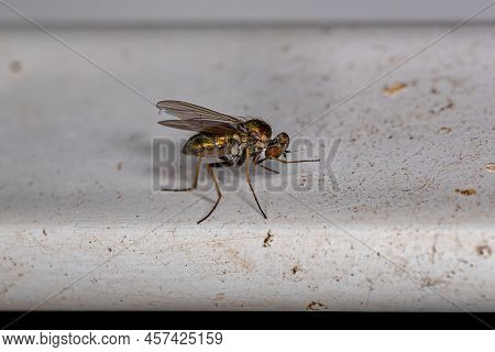 Adult Long-legged Fly Of The Family Dolichopodidae