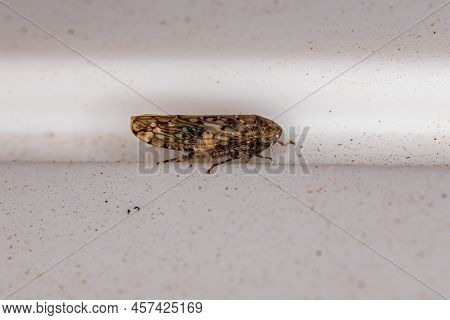 Small Typical Leafhopper Of The Genus Menosoma