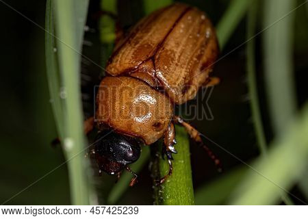 Adult Masked Chafer Of The Genus Cyclocephala