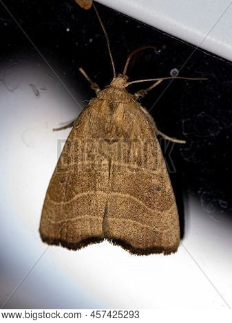 Adult Wavy Lined Mallow Moth Of The Species Bagisara Repanda