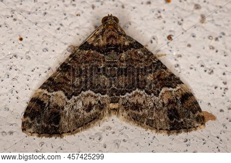 Adult Carpet Moth Of The Subfamily Larentiinae