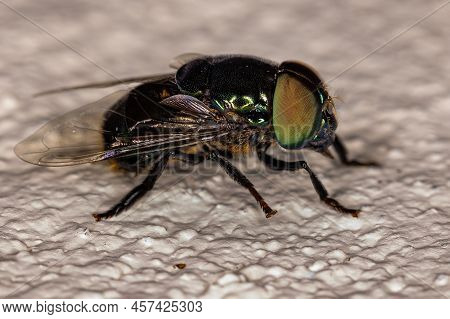 Adult Green Jewel Fly Of The Species Ornidia Obesa