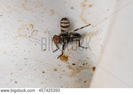 Adult Picture-winged Fly Of The Family Ulidiidae