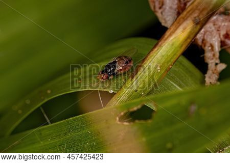 Adult Acalyptrate Fly Of The Zoosubsection Acalyptratae