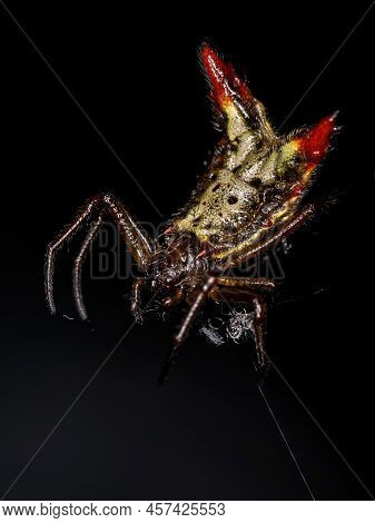 Small Female Orbweaver Spider Of The Species Micrathena Plana