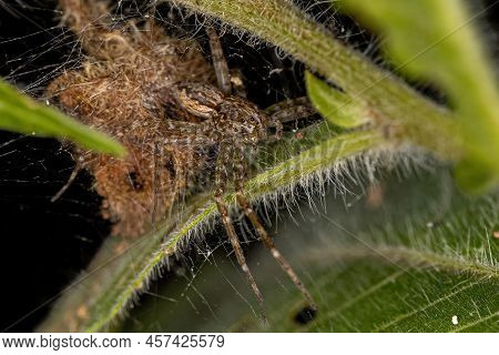 Adult Female Nursery Web Spider Of The Family Pisauridae
