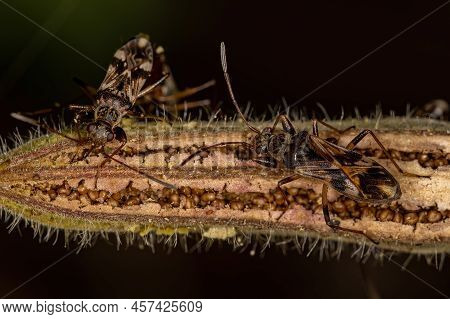 Adult Dirt-colored Seed Bugs Of The Subfamily Rhyparochrominae