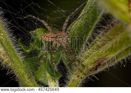 Adult Female Nursery Web Spider Of The Family Pisauridae