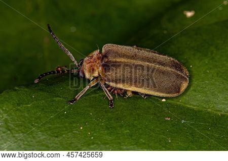 Adult Small Flea Beetle Of The Subfamily Galerucinae