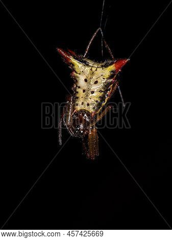 Small Female Orbweaver Spider Of The Species Micrathena Plana