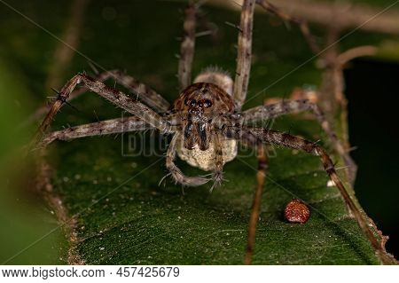 Adult Nursery Web Spider Of The Genus Architis Protecting Your Egg Sac Ootheca