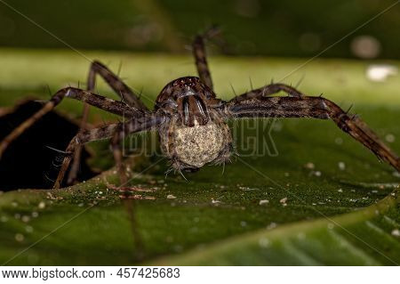 Adult Nursery Web Spider Of The Genus Architis Protecting Your Egg Sac Ootheca