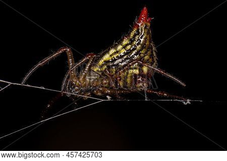Small Female Orbweaver Spider Of The Species Micrathena Plana