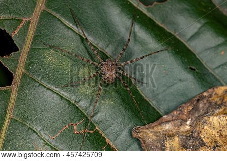 Adult Nursery Web Spider Of The Genus Architis Protecting Your Egg Sac Ootheca