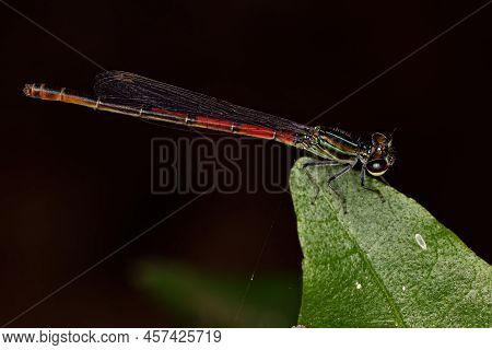 Adult Firetail Insect Of The Genus Telebasis
