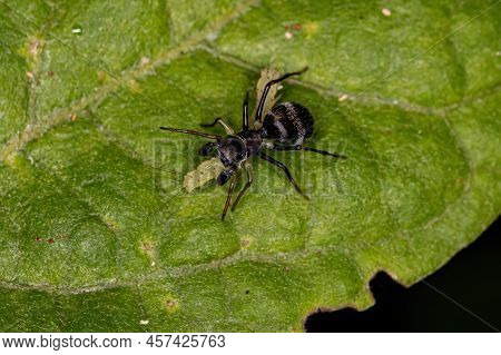 Adult Jumping Spider Of The Genus Sarinda That Mimics Carpenter Ants Of The Genus Camponotus Preying