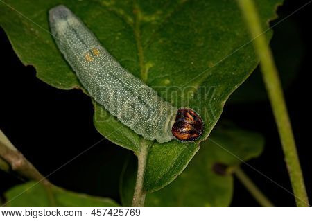 Green Skipper Caterpillar Of The Family Hesperiidae