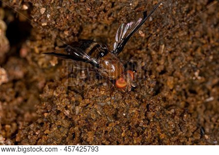 Adult Picture-winged Fly Of The Genus Xanthacrona Exploring Feces On The Floor