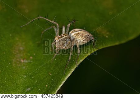 Striped Lynx Spider Of The Genus Oxyopes
