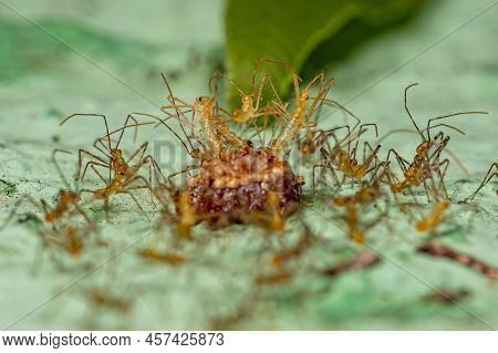 Assassin Bug Nymphs Of The Tribe Harpactorini With Eggs