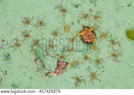 Assassin Bug Nymphs Of The Tribe Harpactorini With Eggs