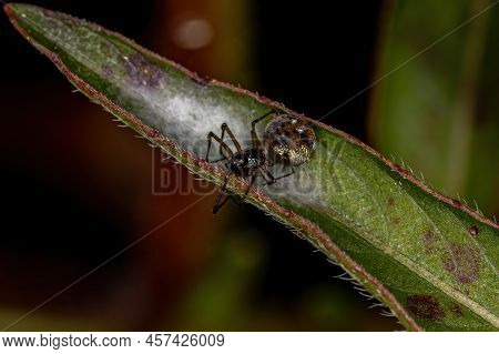 Small Cobweb Spider Of The Family Theridiidae