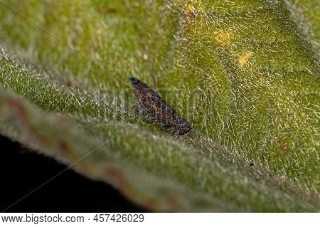 Small Typical Leafhopper Of The Genus Scaphytopius