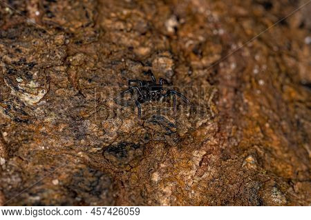 Small Black Jumping Spider Of The Subfamily Salticinae