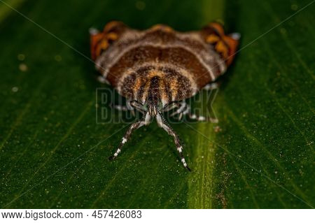 Adult Metalmark Moth Of The Species Tortyra Meratella