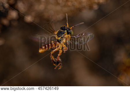 Adult Jatai Bee Of The Species Tetragonisca Angustula With Selective Focus