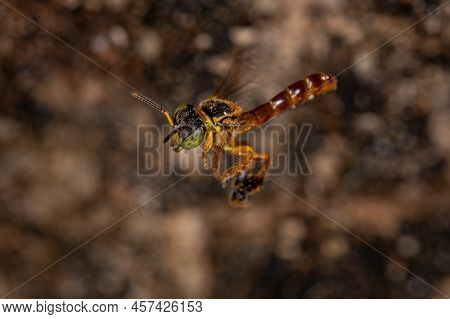 Adult Jatai Bee Of The Species Tetragonisca Angustula With Selective Focus