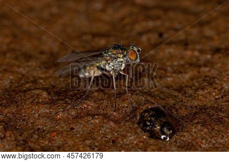 Adult Long-legged Fly Of The Family Dolichopodidae