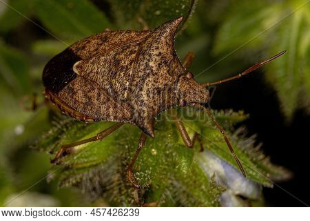 Adult Stink Bug Of The Genus Euschistus