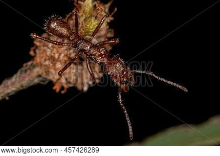 Adult Female Ectatommine Ant Of The Genus Ectatomma