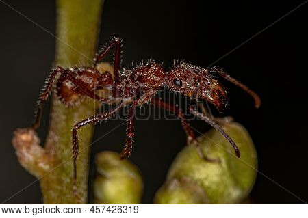 Adult Female Ectatommine Ant Of The Genus Ectatomma