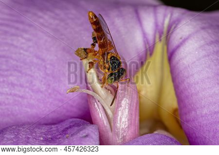 Adult Jatai Bee Of The Species Tetragonisca Angustula With Selective Focus