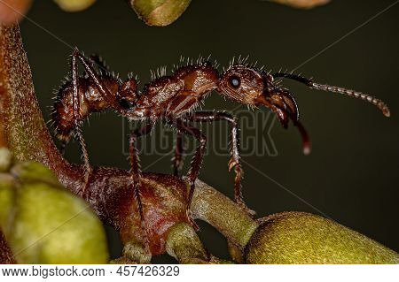 Adult Female Ectatommine Ant Of The Genus Ectatomma
